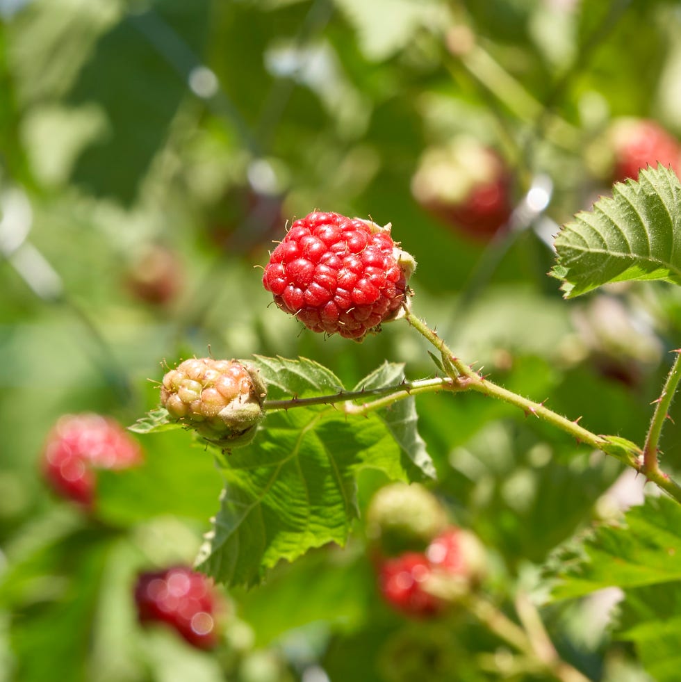 Raspberry bush bunch of ripening raspberries