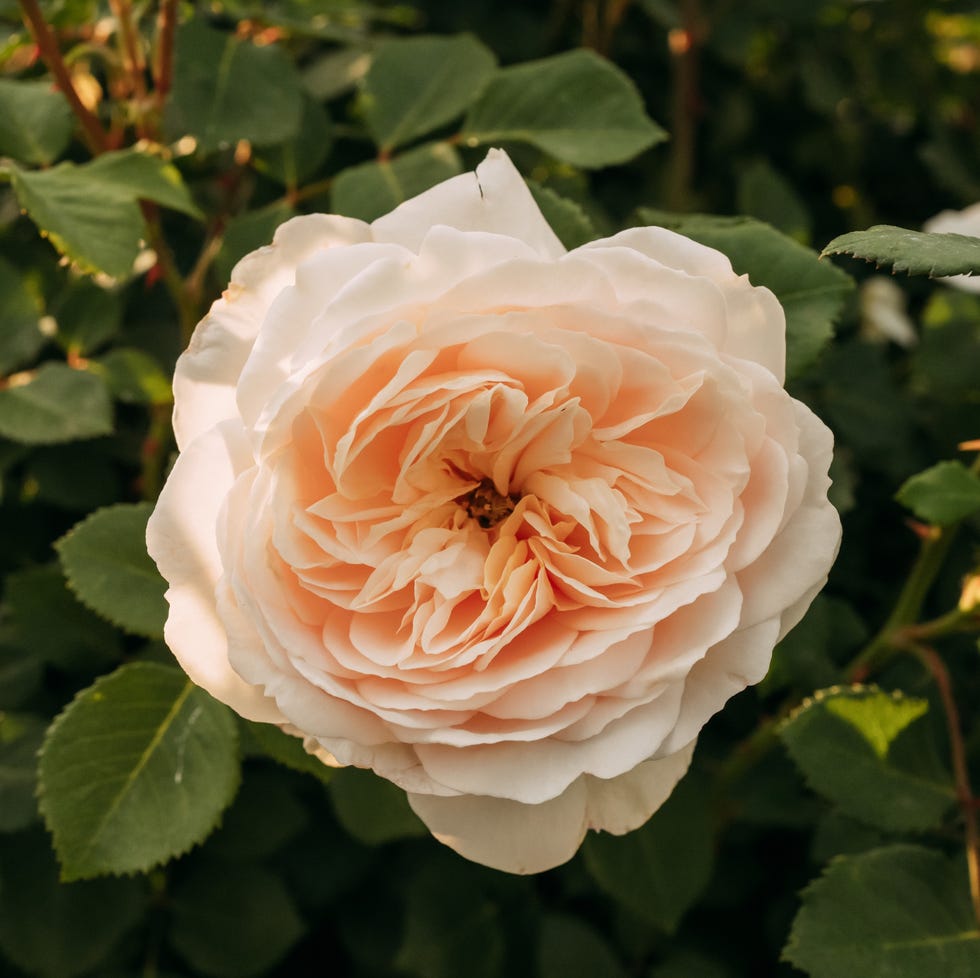 Bare root plants peach rose blooming in garden during golden hour, surrounded by green leaves