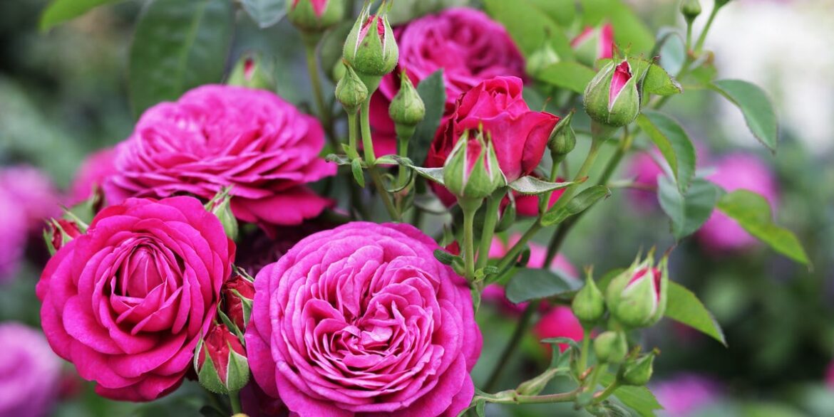 10 Bare Root Plants Experts Say You Should Plant This Winter 10 Bare Root Plants Experts Say You Should Plant This Winter