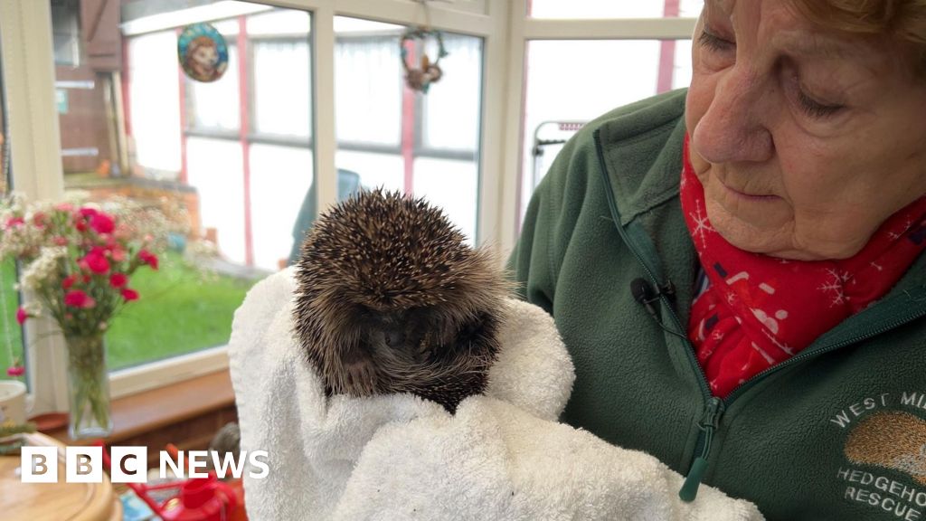 ‘I’ve been rescuing hedgehogs in my garden for 25 years’ 'I've been rescuing hedgehogs in my garden for 25 years'