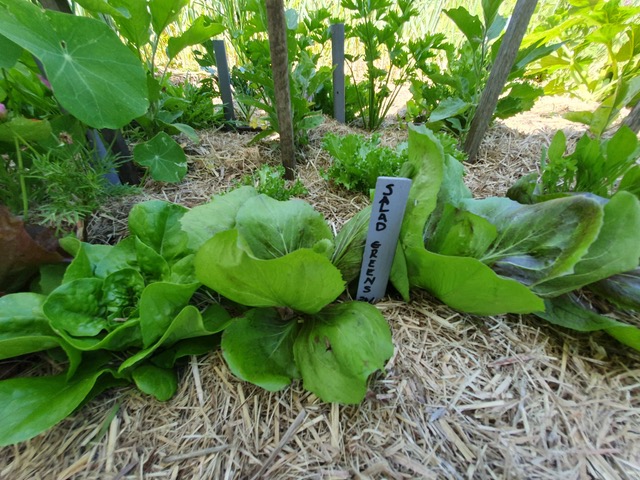 Summer leafy greens in partial shade.