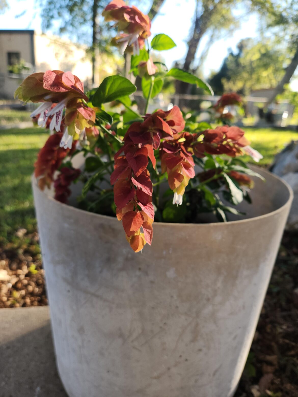 Help Identify flower