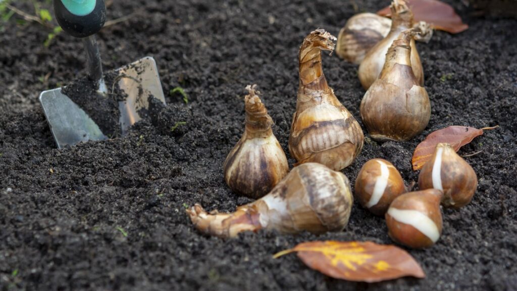 Plant spring blooms now: Easy steps to pot bulbs for patio perfection Plant spring blooms now: Easy steps to pot bulbs for patio perfection