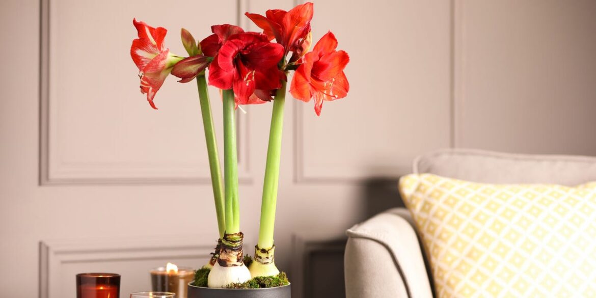 Should You Save the Bulb from Your Holiday Amaryllis? Here’s What to Know Should You Save the Bulb from Your Holiday Amaryllis? Here's What to Know
