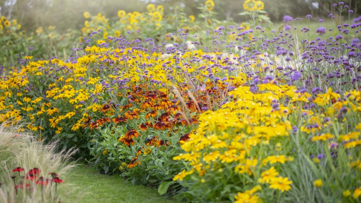 5 beautiful flowers I always plant in August as a professional gardener