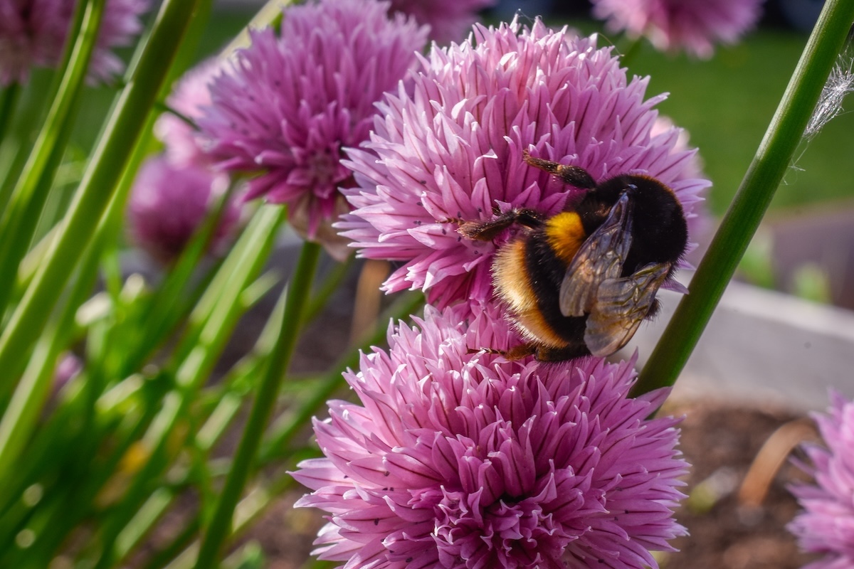 bee pollinating pink allium flower