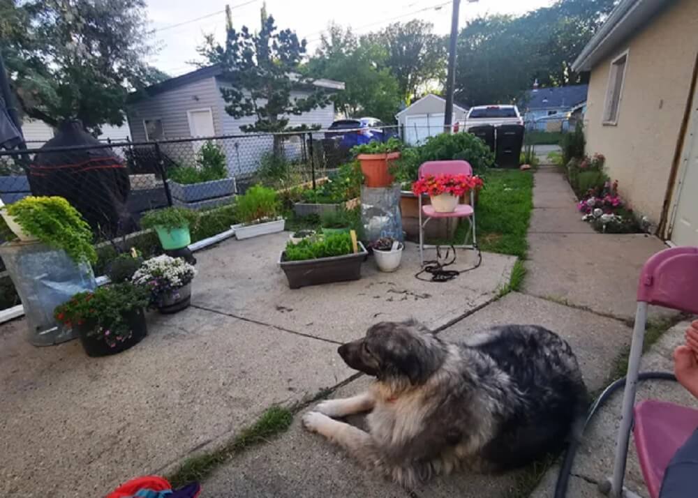 One Redditor shared a bundle of images showing their small yard's transformation from a simple grass patch in 2021 to a native plant garden.