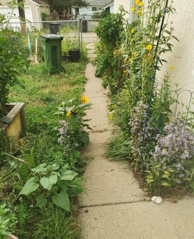 One Redditor shared a bundle of images showing their small yard's transformation from a simple grass patch in 2021 to a native plant garden.