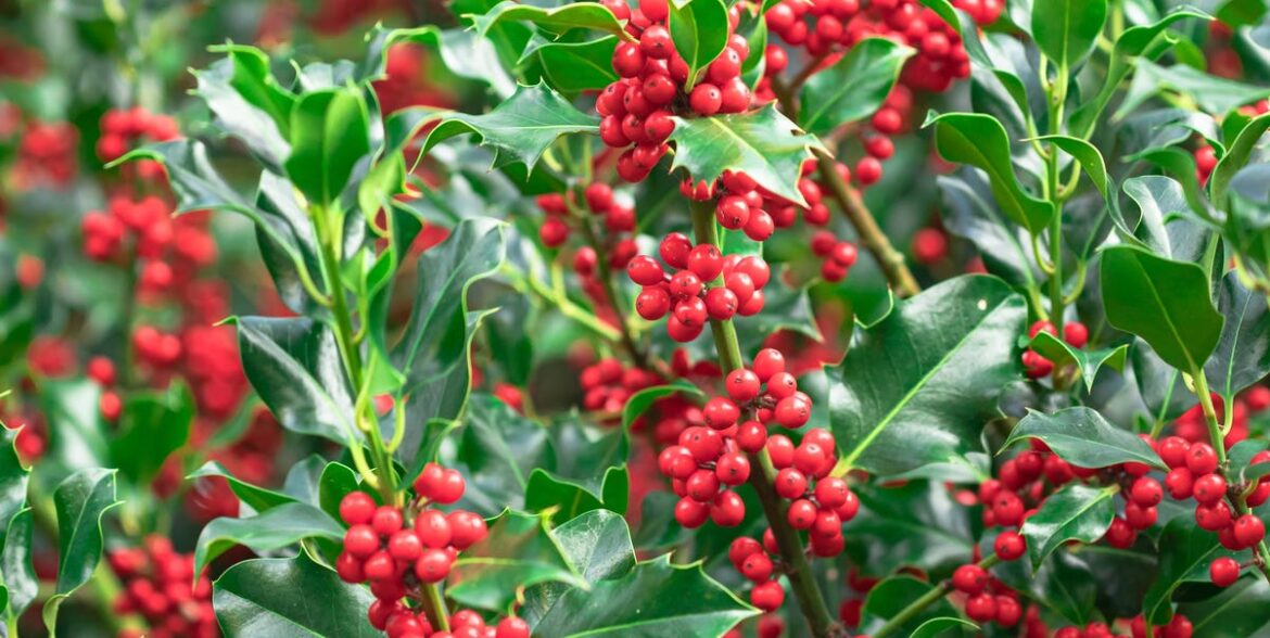 8 Beautiful Trees to Plant This Winter for a Standout Spring Garden 8 Beautiful Trees to Plant This Winter for a Standout Spring Garden