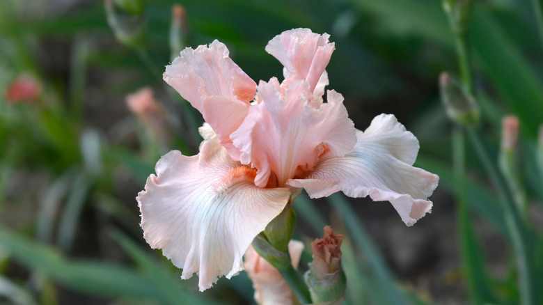 'Beverly Sills' iris in bloom.