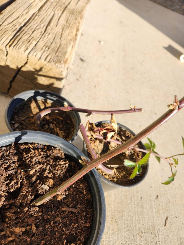 Do You Think I Have Success?