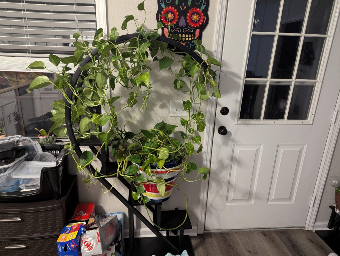 4 years of growing this bad boy