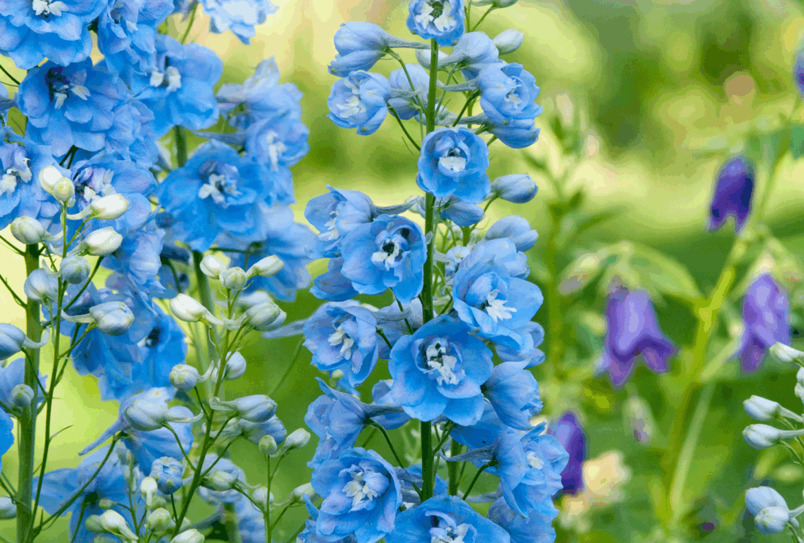 The 2026 Flower and Plant of the Year Promise Joy and Good Fortune The 2026 Flower and Plant of the Year Promise Joy and Good Fortune