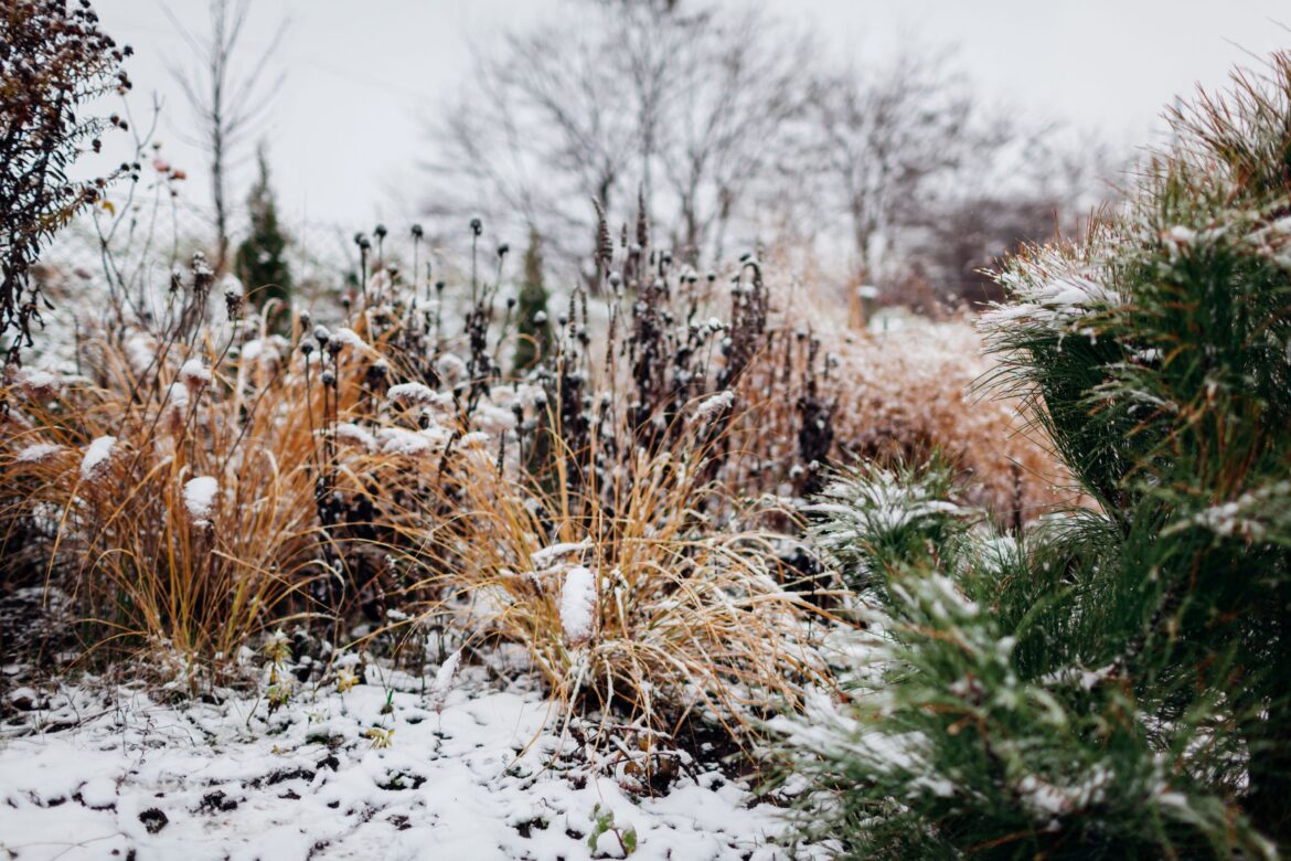 7 Common Winter Gardening Mistakes That Can Harm Your Plants