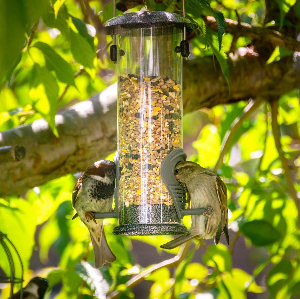 bird feeder and house sparrows in the shade of cherry tree in late spring