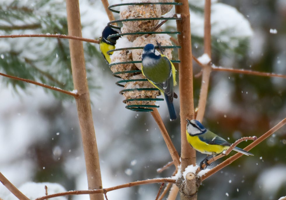 two bluetit and one great tit on bird feeder with fat balls during a snowy winter