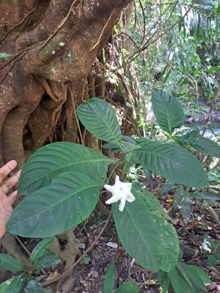 Gardenia elata flowering in the rainforest in Philippines last year.
