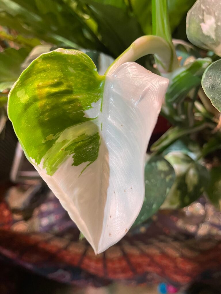 New White Wizard leaf finally opened and it’s a masterpiece like always