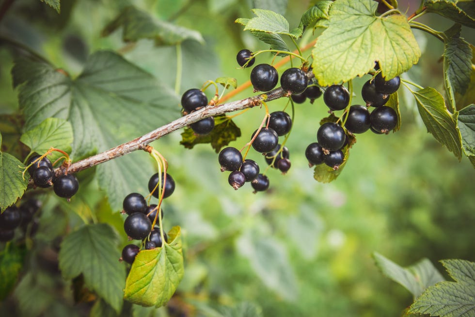 black currant on a bush in the garden black currant on a bush in the garden