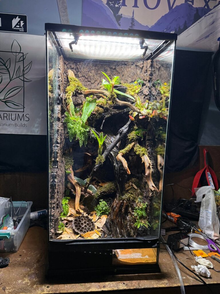 18x18x36 Red Eye Tree Frog Paludarium