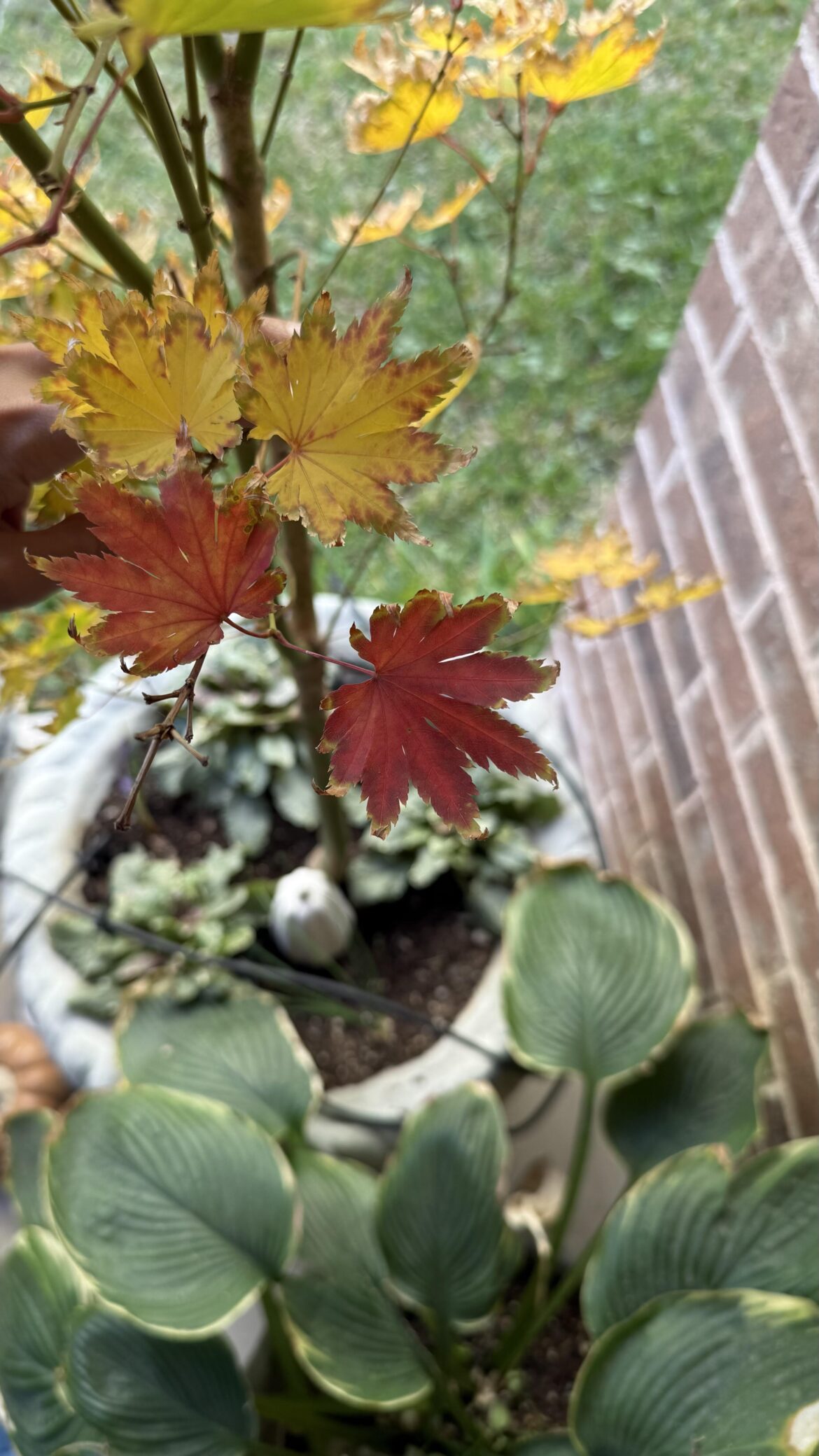 We’re having a beautiful Fall