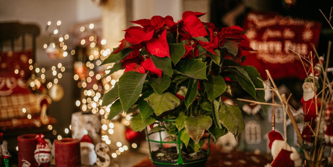 12 Best Christmas Plants to Fill Your Home With Holiday Cheer Search