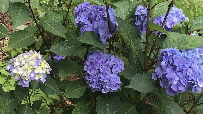 'Bloomstruck' hyndrangea in garden