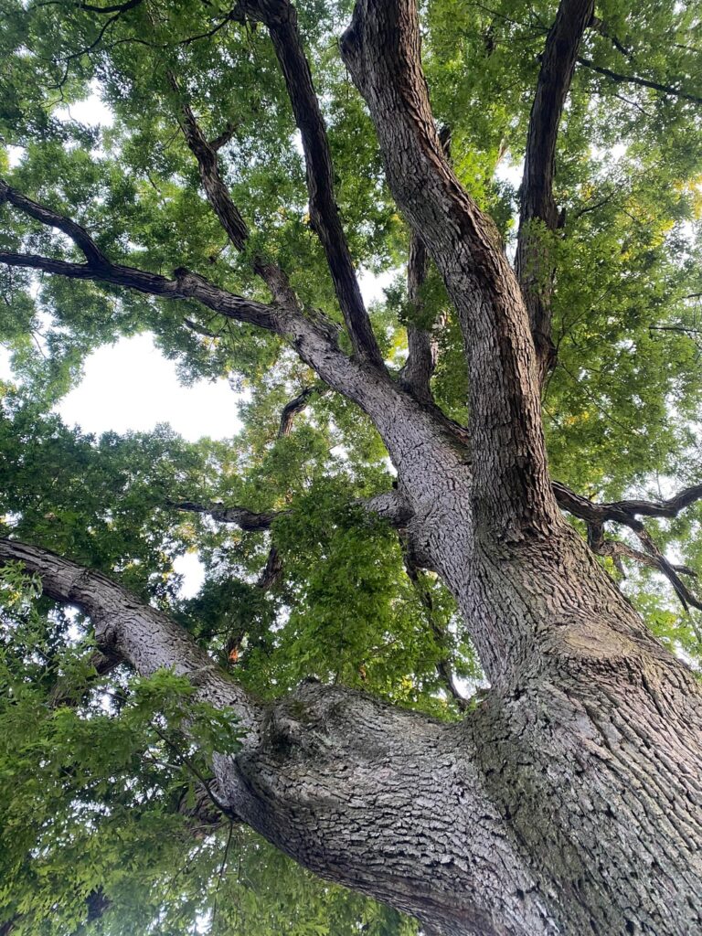 Oak tree health questions