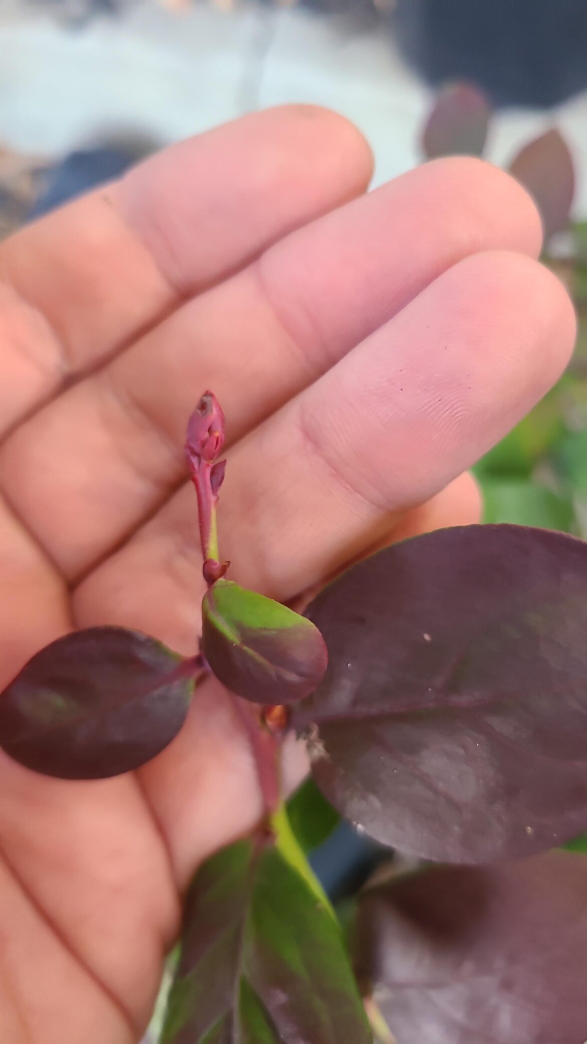 Into and blueberry question Into and blueberry question