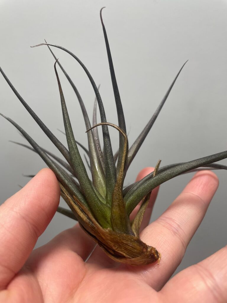What’s wrong with my airplant?