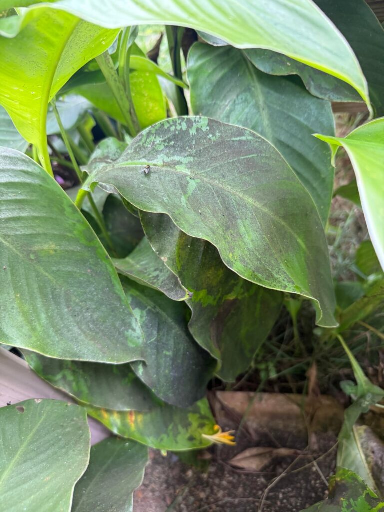 A week of heavy rain and clouds and I come out to this A week of heavy rain and clouds and I come out to this