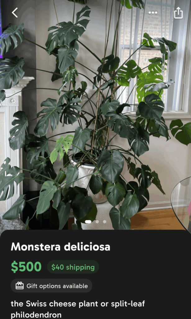 Is it common to find buyers at this price point (500 usd) for a plant like this no offense but it doesn't even look that good to me