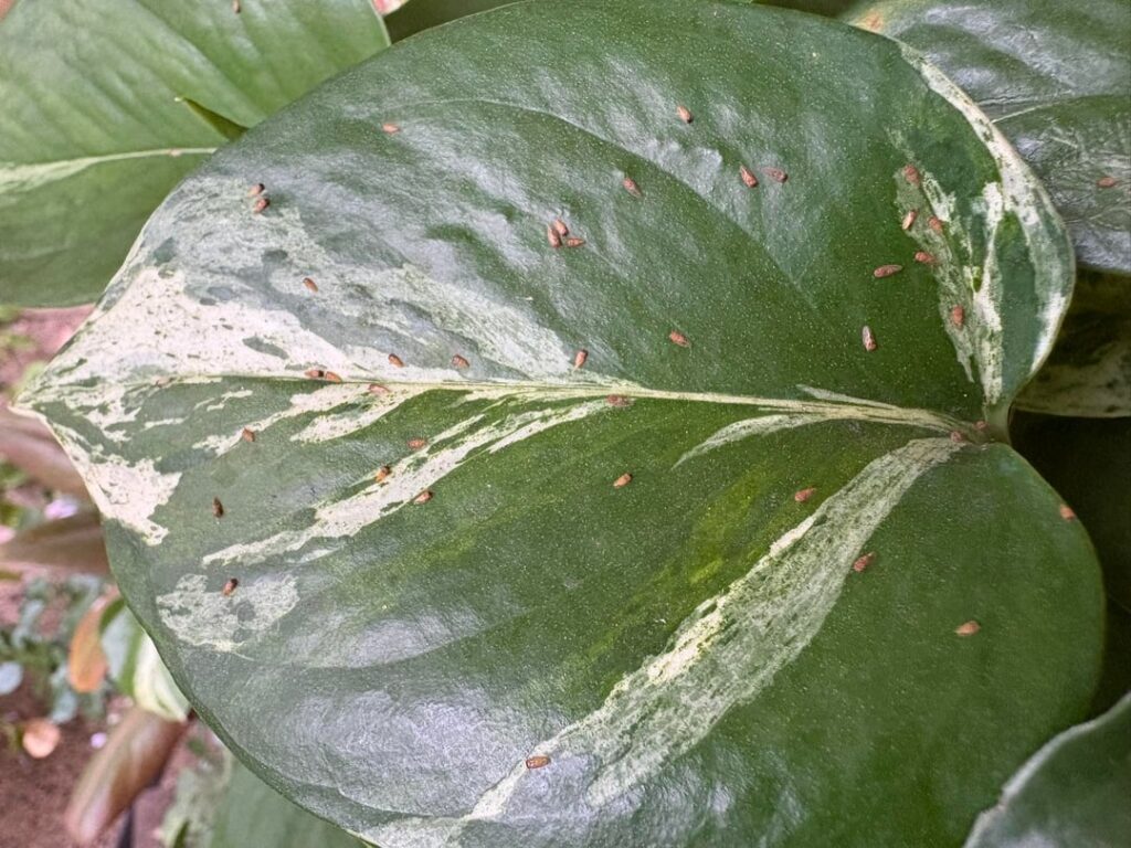 What are these tiny bugs? They're everywhere 😭