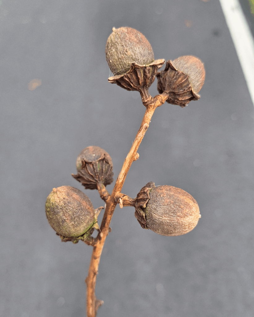 saw this tree during a walk, looks like an acorn, is it related?