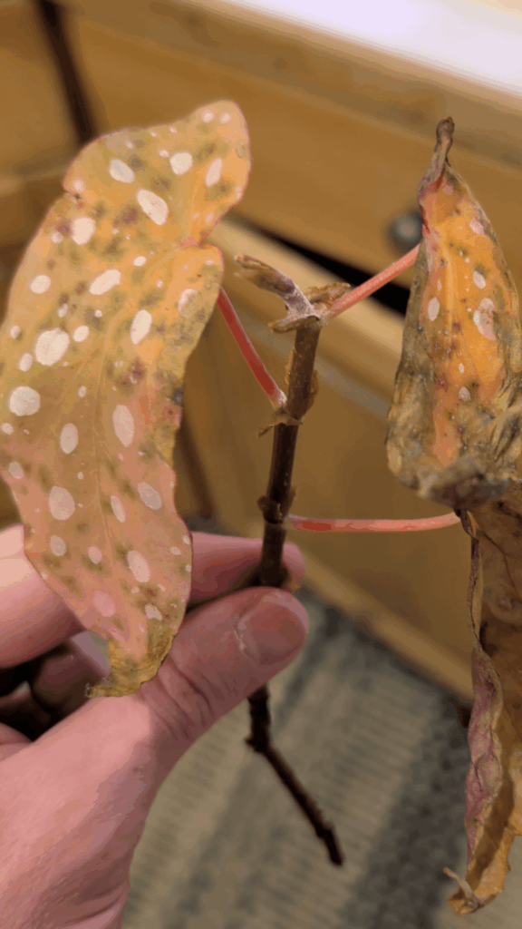 What is happening to the begonias?