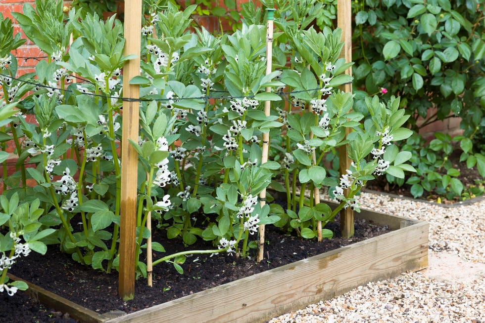 broad beans in flower, plants growing in a vegetable plot in an english garden, uk