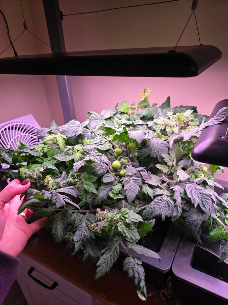 I counted 40 tomatoes on Orange dream + 6 buds on Mega Cherry