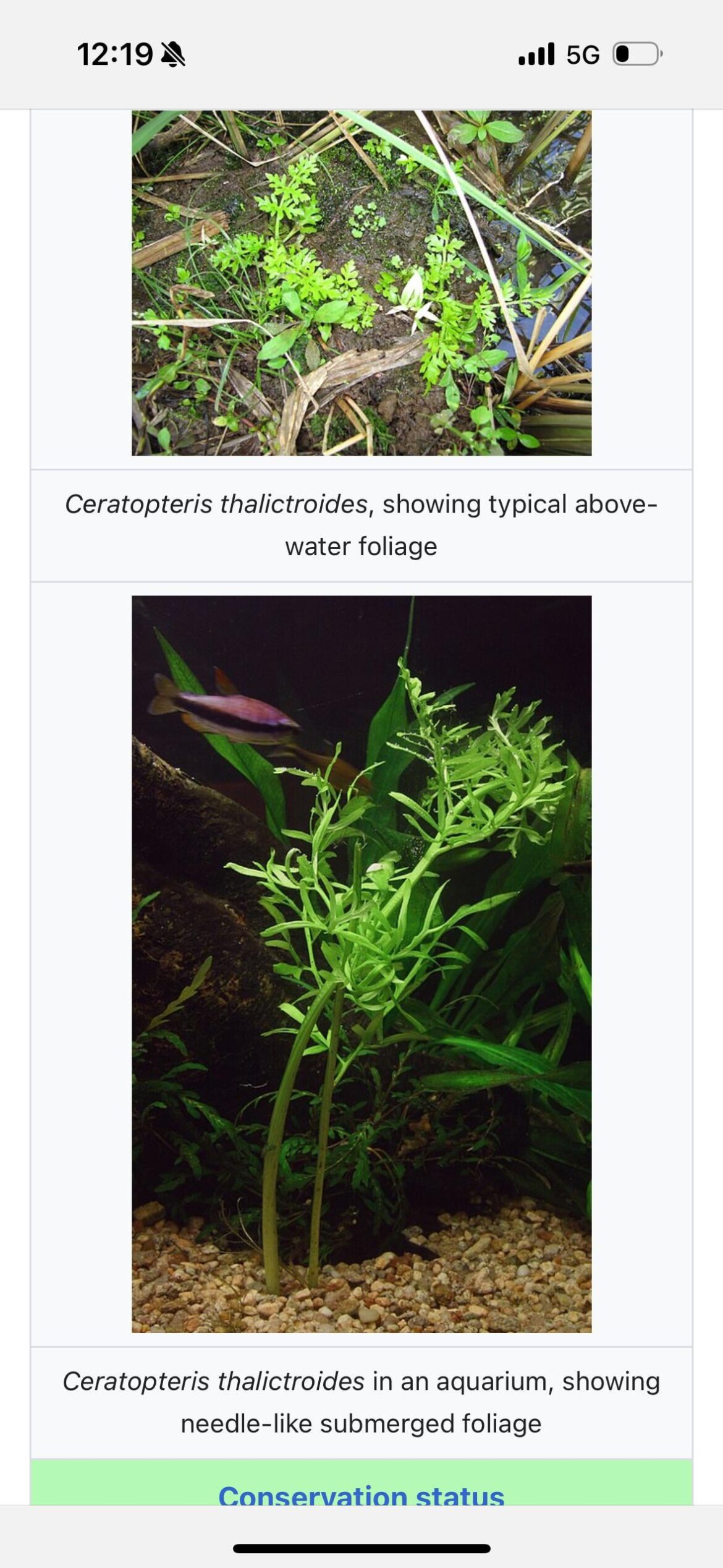 Toxicity of Ceratopteris thalictroides