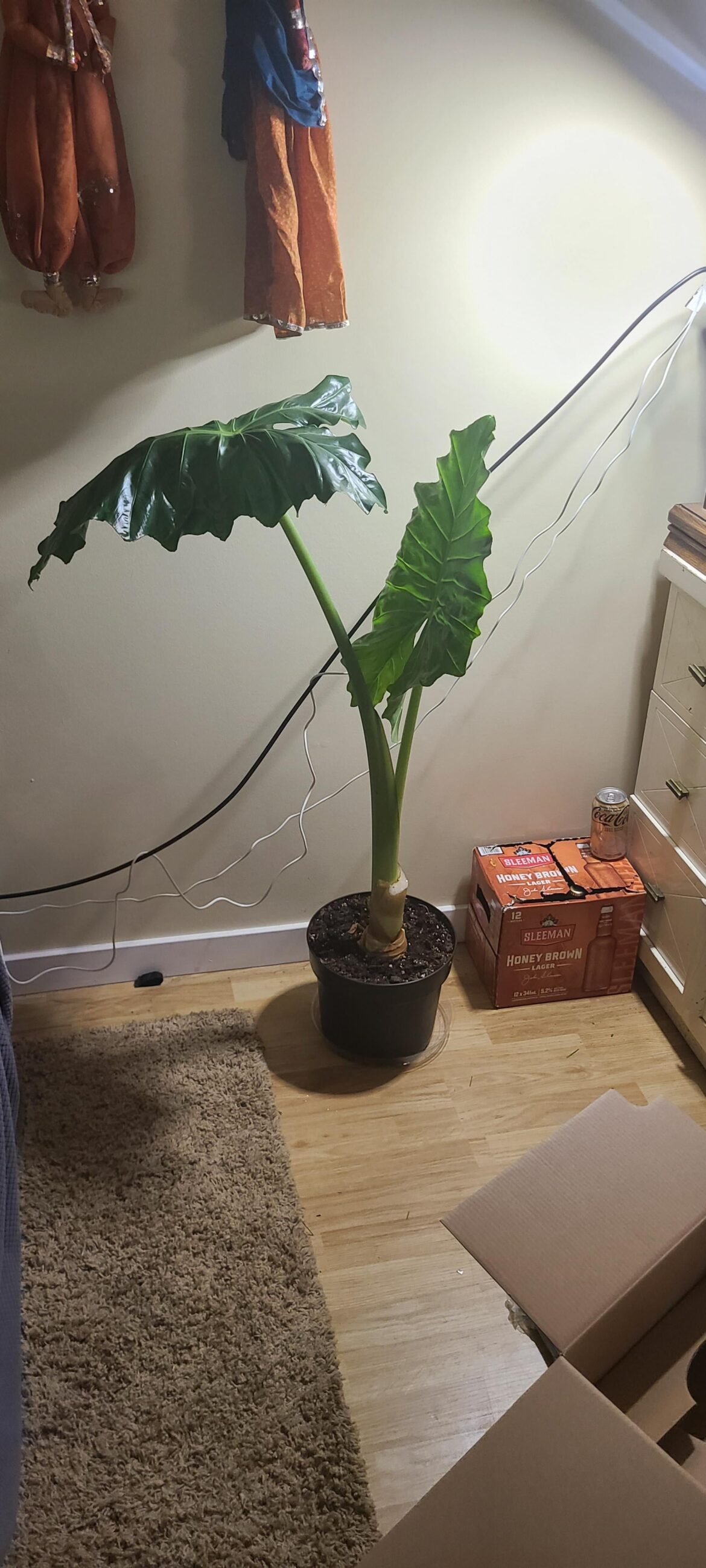 I was finally able to buy this beauty from my work. Any advice on elephant ears is kindly appreciated