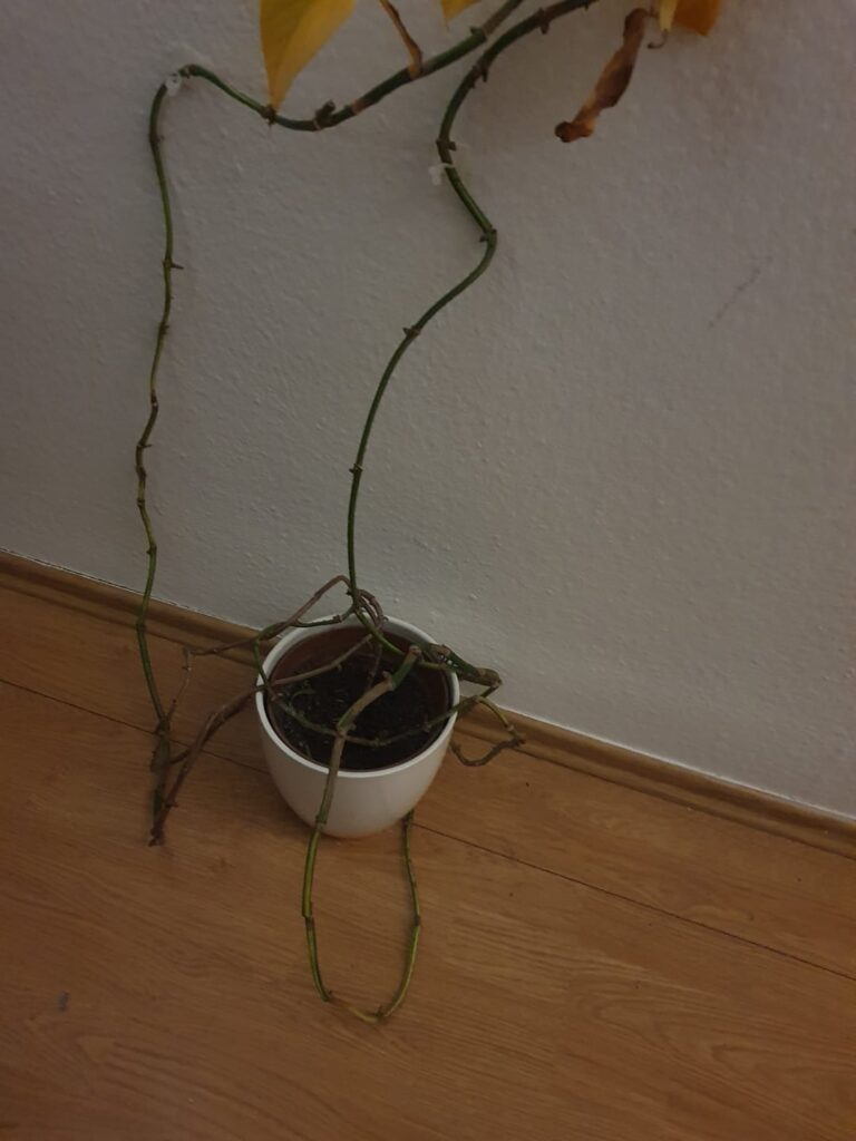 What to do with leafless strands of pothos?