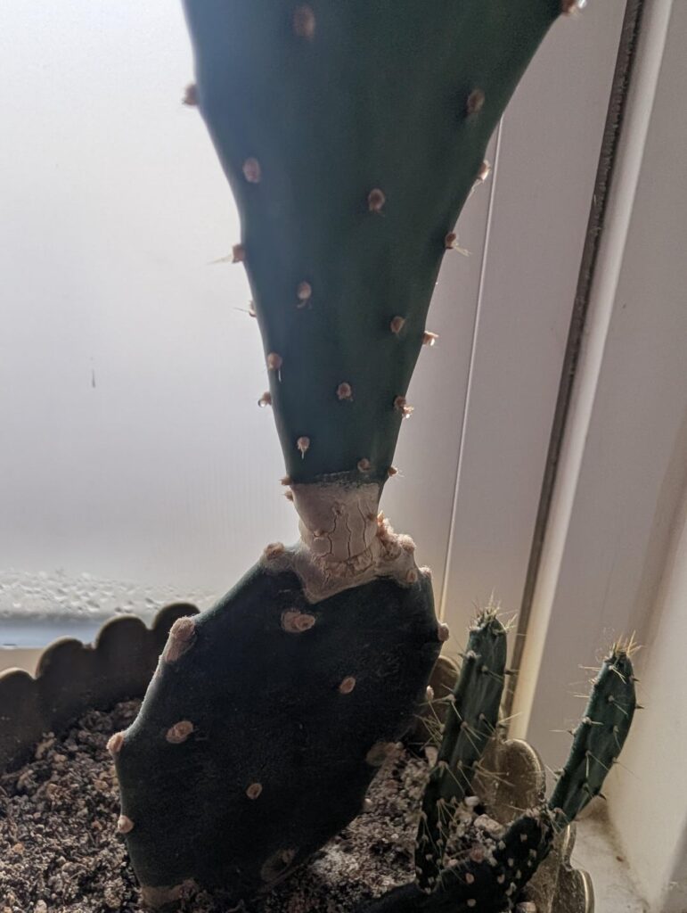 Little help please. I don't know what the white patches in-between the new growth is.