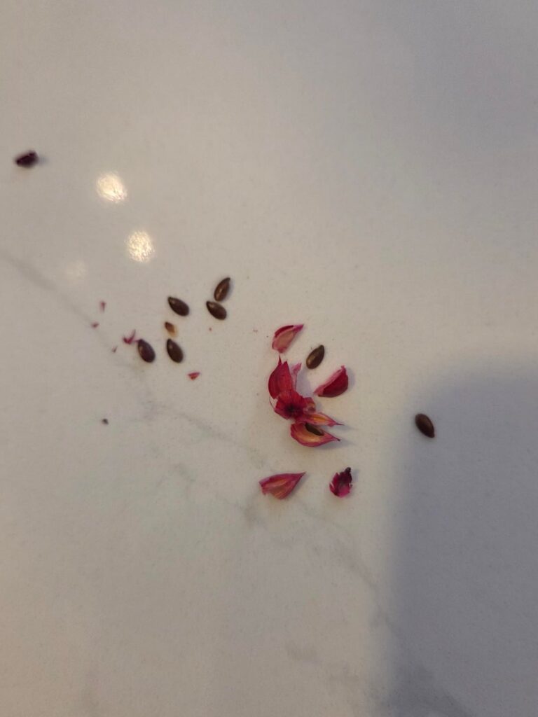 Arrangement from HomeGoods, Cat Sick, help!