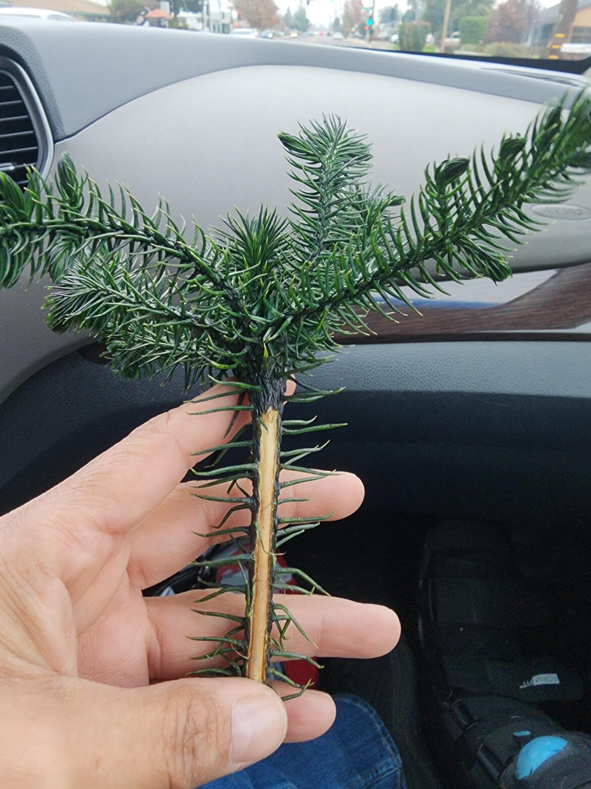 Will this root?