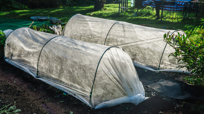 Plants covered in garden fabric to protect them from winter damage