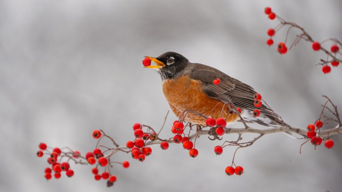 Why Biodiverse Hedgerows are Transforming American Gardens An American robin is sitting on a branch, eating red berries in winter