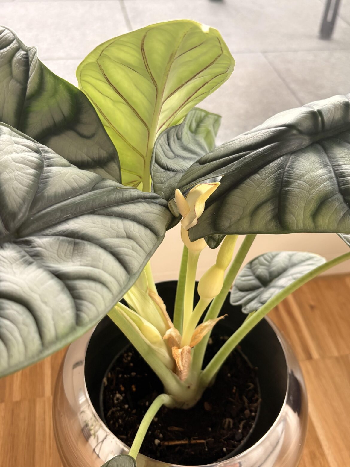 My alocasia silver dragon is blooming 😍😍