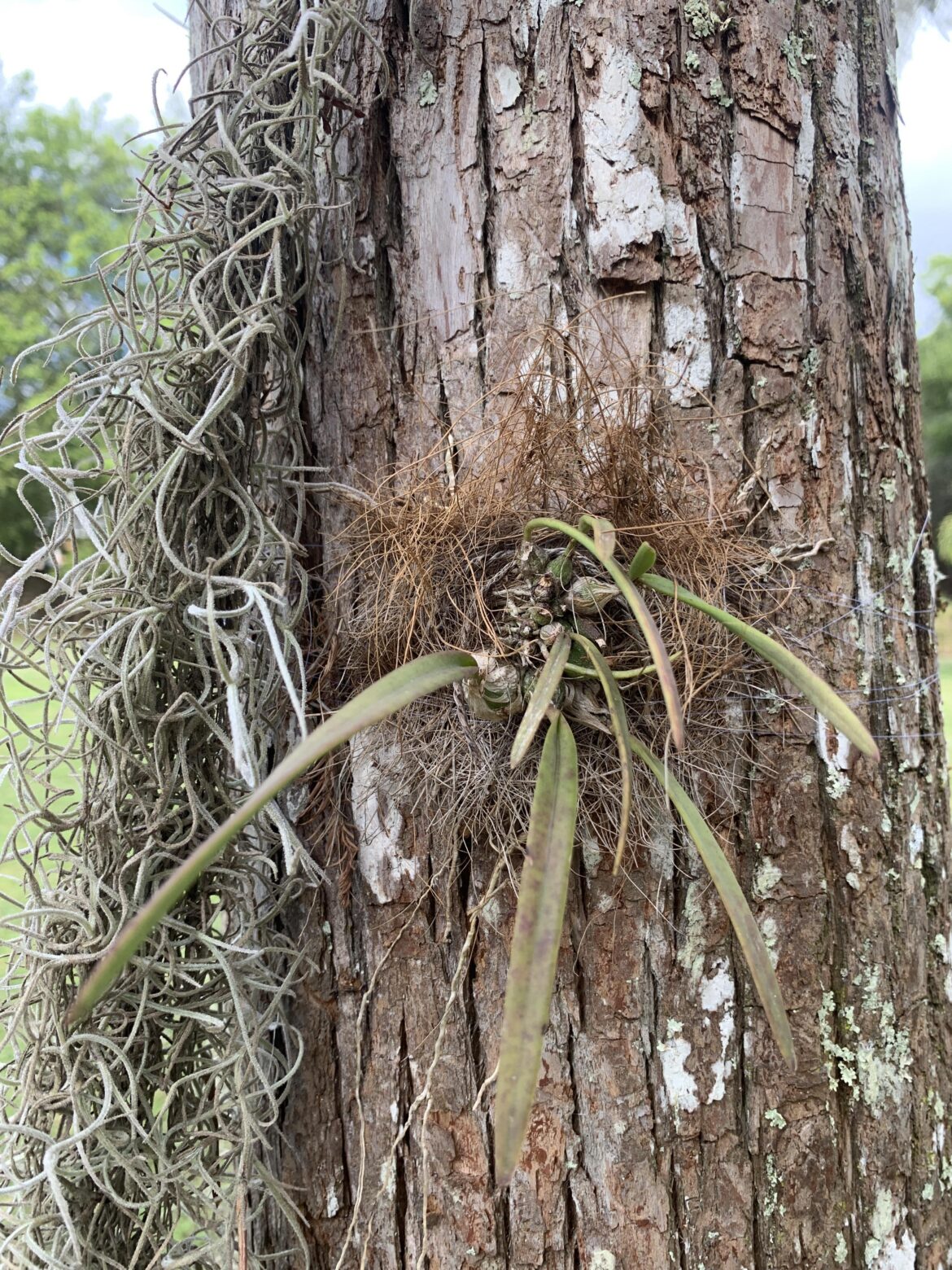 Florida Butterfly Orchid