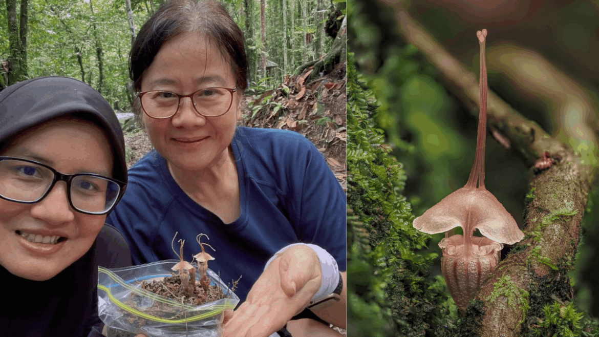 New critically endangered ‘fairy lantern’ discovered in Malaysia