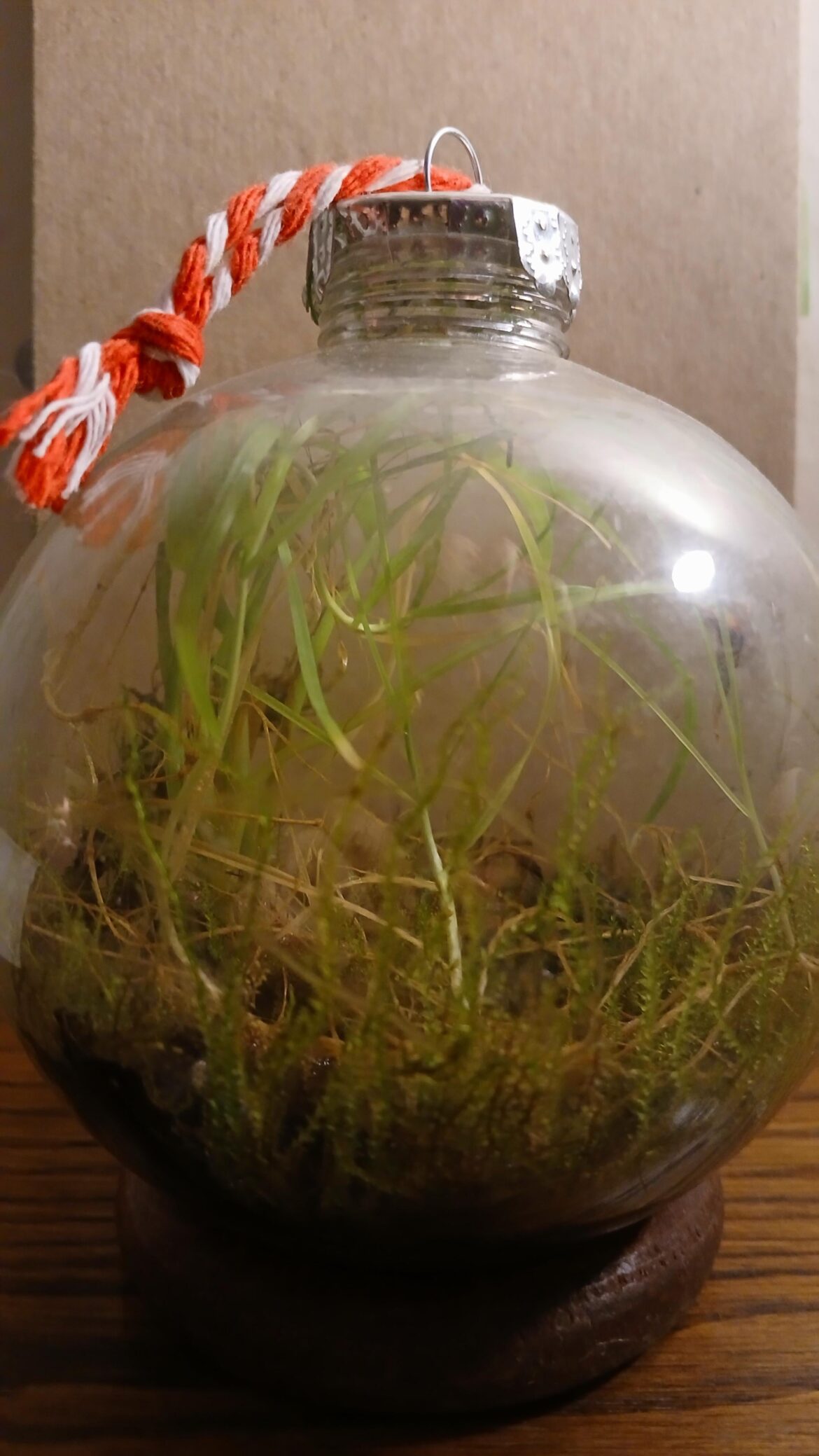 Wild globe ornament after one year