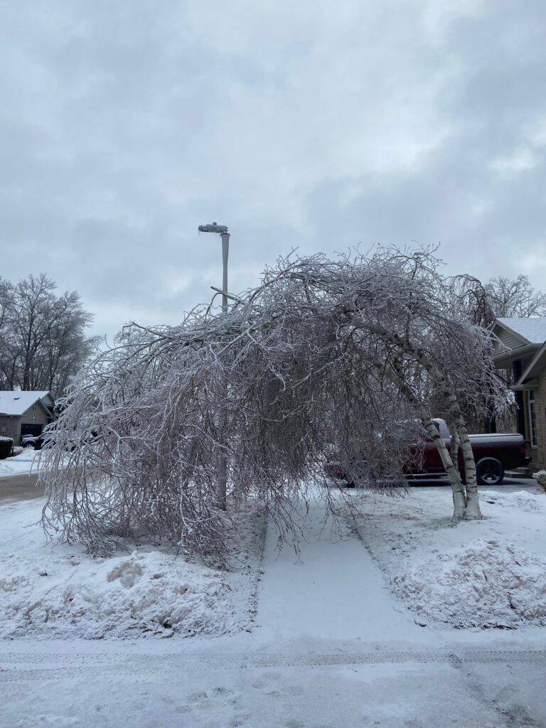 Is my birch salvageable?